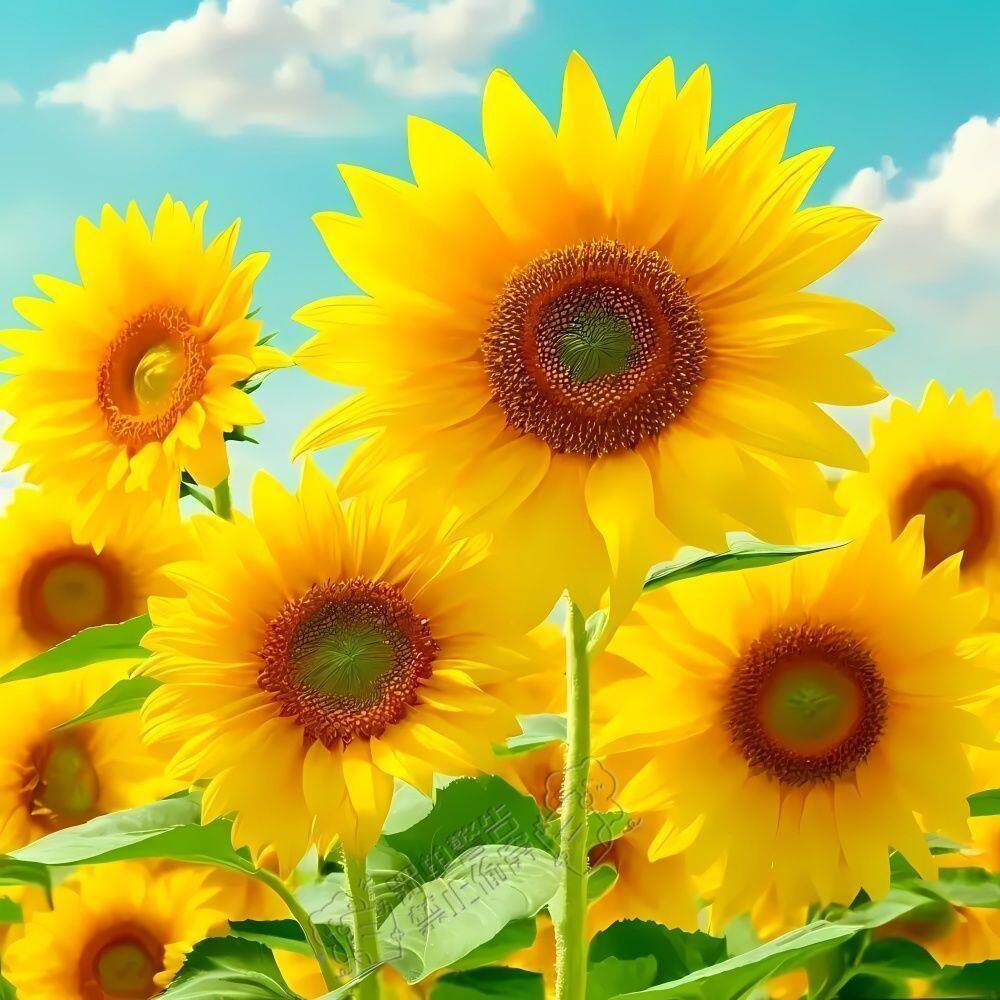 盛开的向日葵如同太阳的笑容照亮世界海报贴纸客厅玄关店铺自粘画