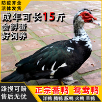 一斤黑番鴨活苗正宗紅臉洋鴨火鴨大型活鴨幼苗大種番鴨活苗幼苗