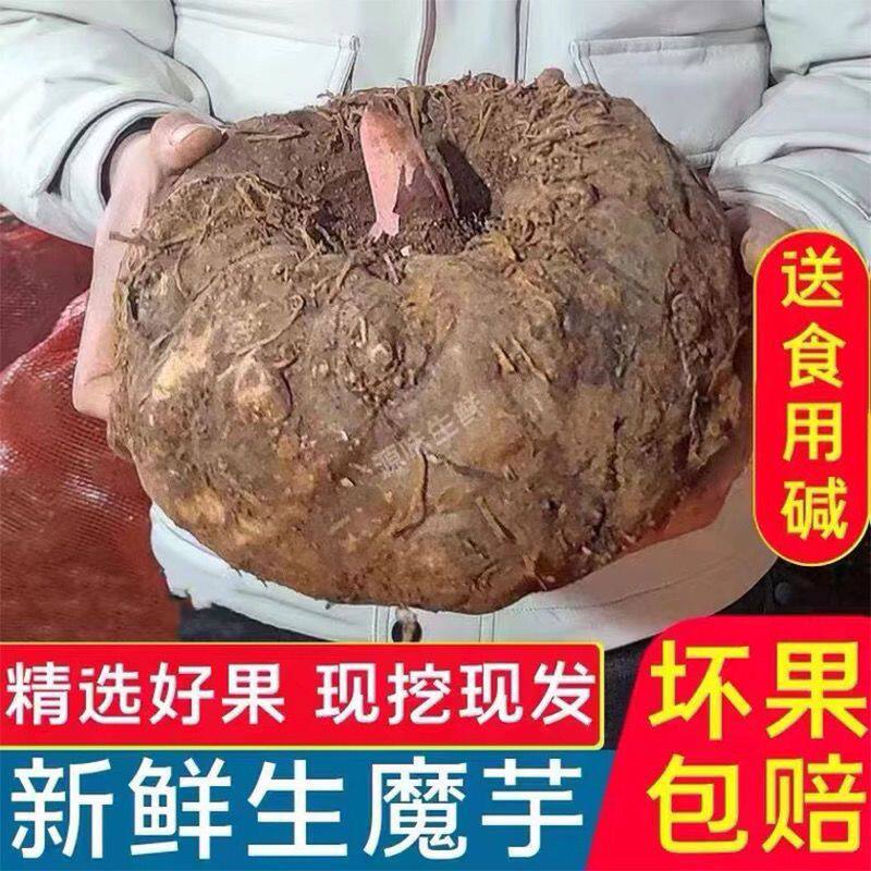 云南新鲜现挖魔芋大个生魔芋制作豆腐加工原材料花魔芋送碱包邮