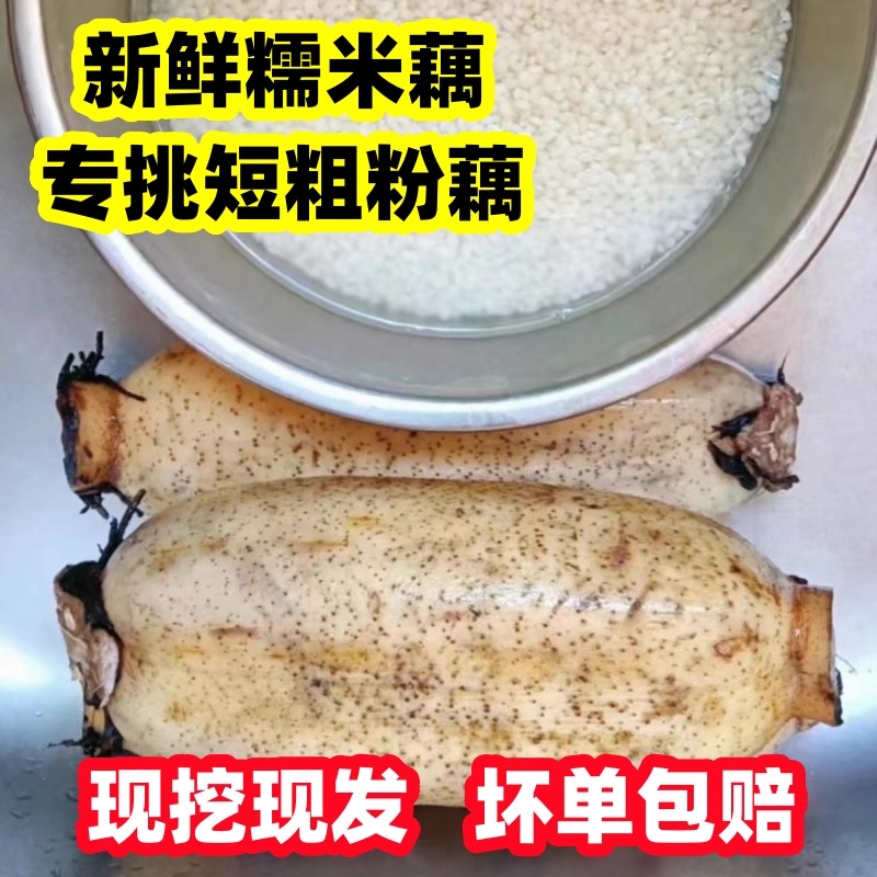 【做糯米藕的莲藕】挑选短点粗点的粉藕发货湖北洪湖粉藕新鲜莲藕