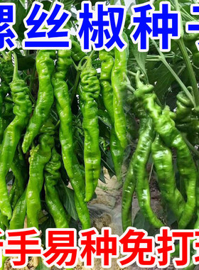香辣螺丝辣椒种子大果型早熟高产一年四季盆栽南北方四季蔬菜种子