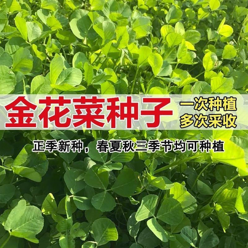 金花菜种子上海草头种籽大叶黄花草头种菜籽三叶草秋季播菜种孑