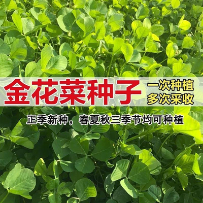 金花菜种子上海草头种籽大叶黄花草头种菜籽三叶草秋季播菜种孑