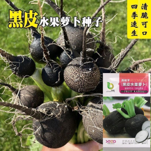黑皮樱桃水果萝卜种子甜脆多汁黑皮白肉萝卜种籽四季蔬菜种子大全