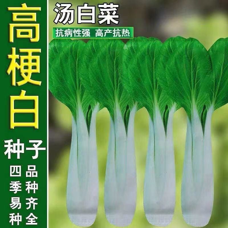 高梗白小白菜种子长梗小白菜高杆白菜籽四季长杆白菜新鲜种子蔬菜