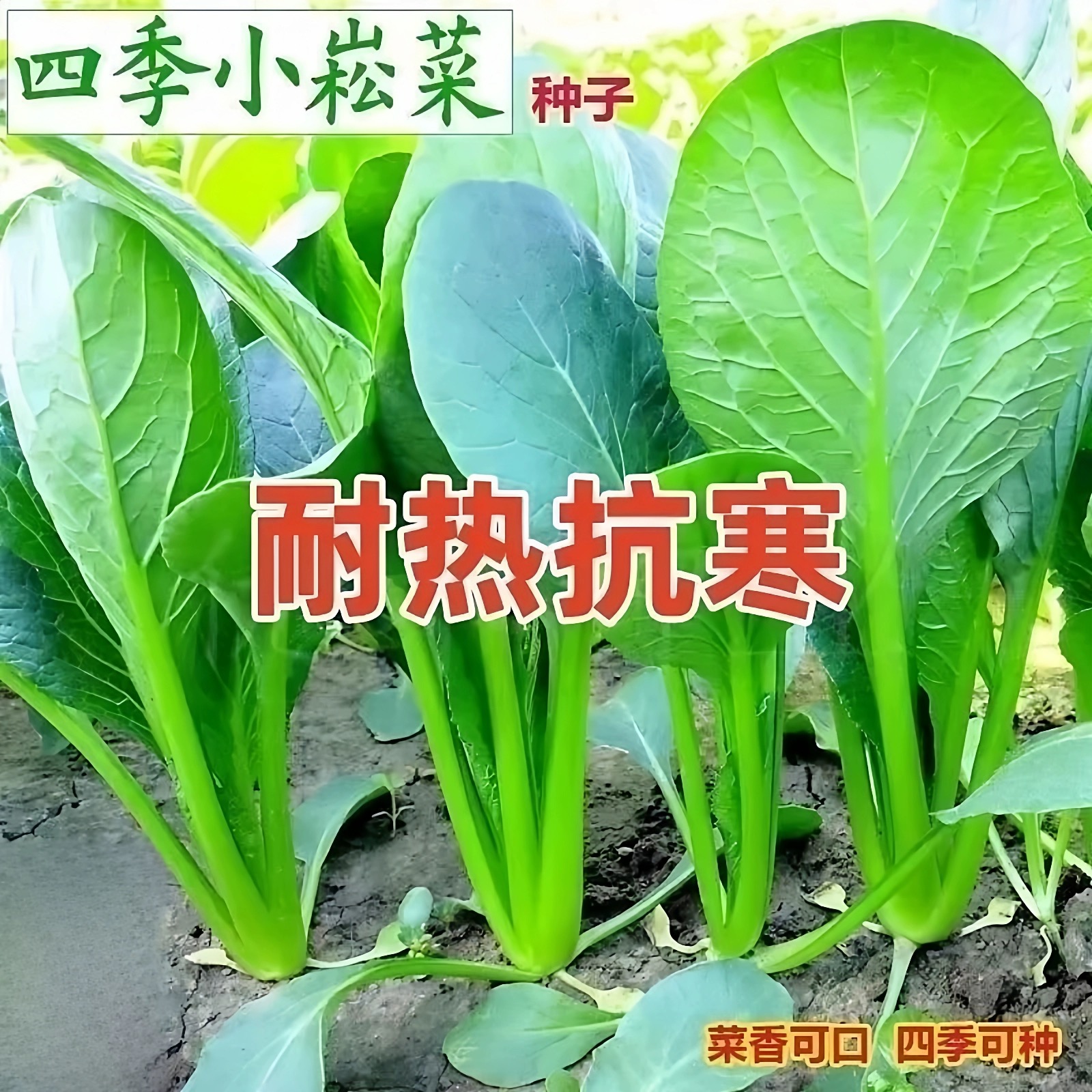 耐热美味小崧菜种子速生高产小菘菜甜脆青梗菜小白菜阳台蔬菜种子