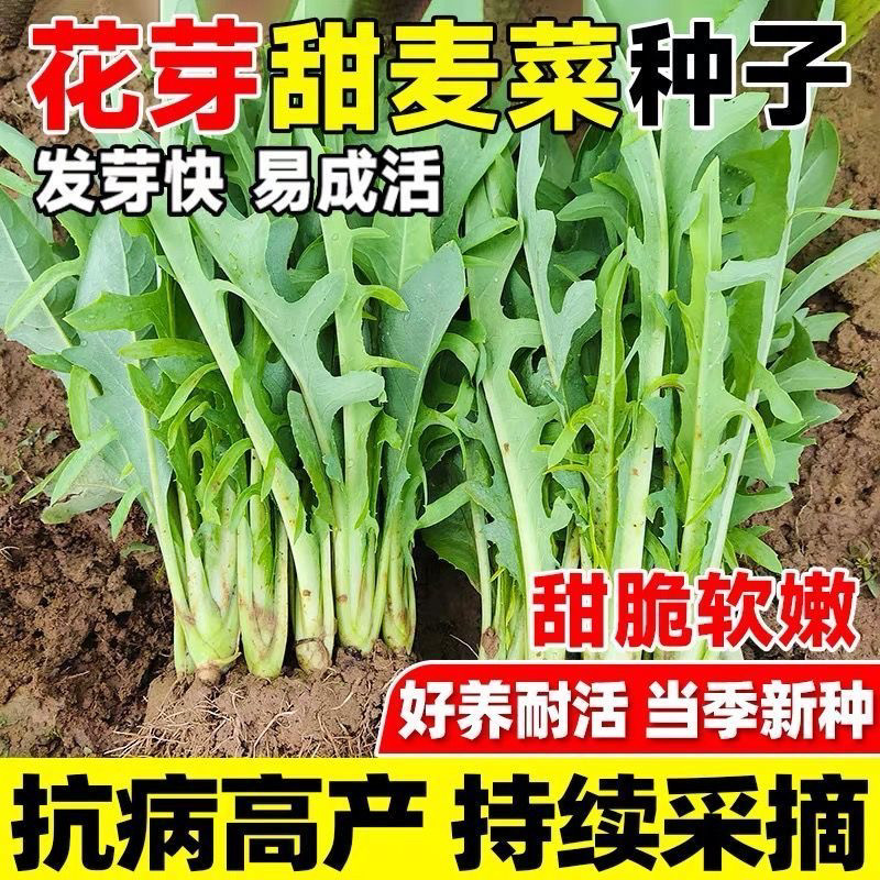 四季花芽甜麦菜种子广东甜麦菜麻菜籽青菜春秋季阳台蔬菜种孑籽