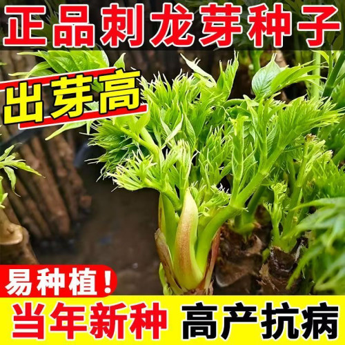 刺龙芽种子刺老芽味好树头菜山野菜刺老包种子东北刺嫩芽蔬菜种籽