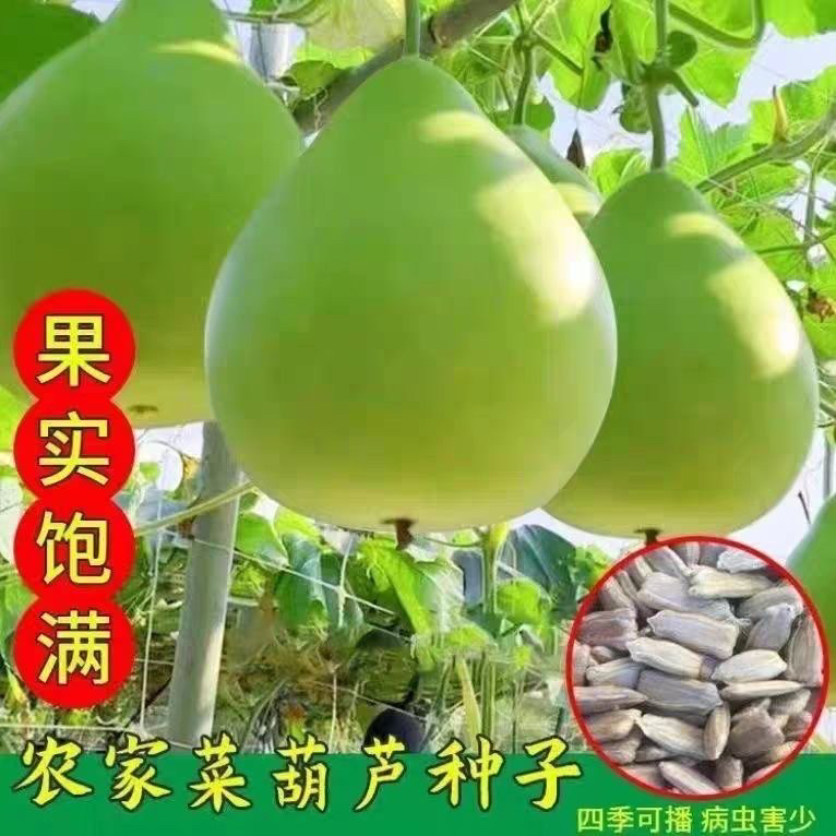 高产农家菜葫芦种子可食用菜葫芦种籽瓠瓜种籽早熟抗病大田蔬菜籽