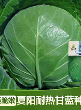 晚丰甘蓝种子卷心菜圆白菜洋白菜铁头包家庭院种籽蔬菜种子大全