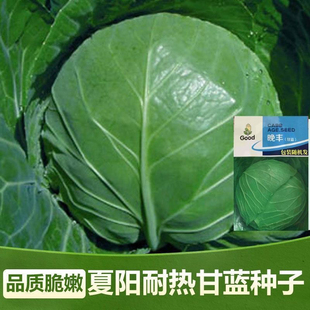 晚丰甘蓝种子卷心菜圆白菜洋白菜铁头包家庭院种籽蔬菜种子大全