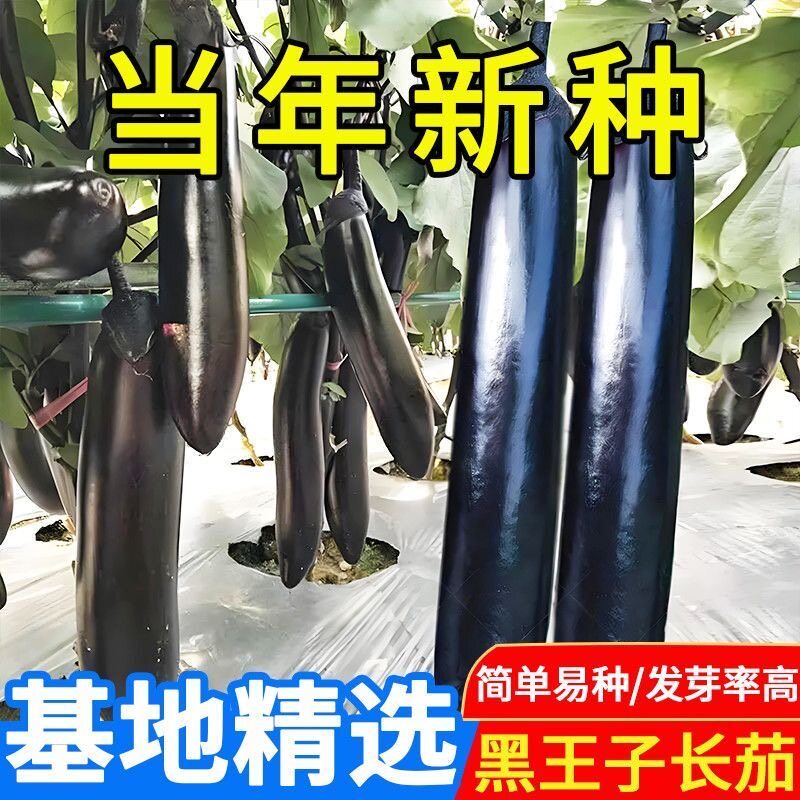 黑王子长茄种子四季早熟抗病高产大田庭院茄种子线茄子蔬菜种子籽