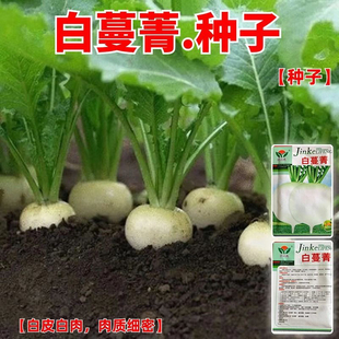 白蔓菁种子大头菜盘菜蔓菁表面光滑四季新鲜白玉散装阳台菜籽菜