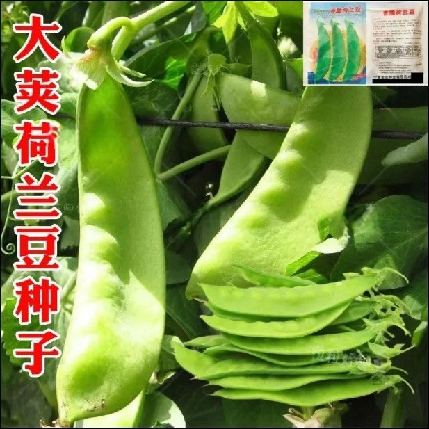 【当年新种】大荚荷兰豆种子四季可播大荚软荚菜豆豌豆角种籽种子