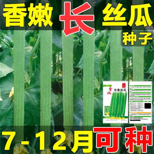 香嫩长丝瓜种子耐热抗寒型种籽