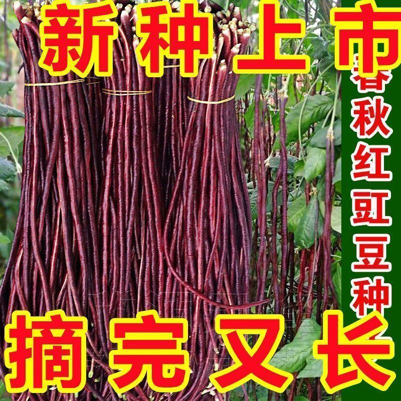 春秋红豇豆种籽特长紫红豆角种孑