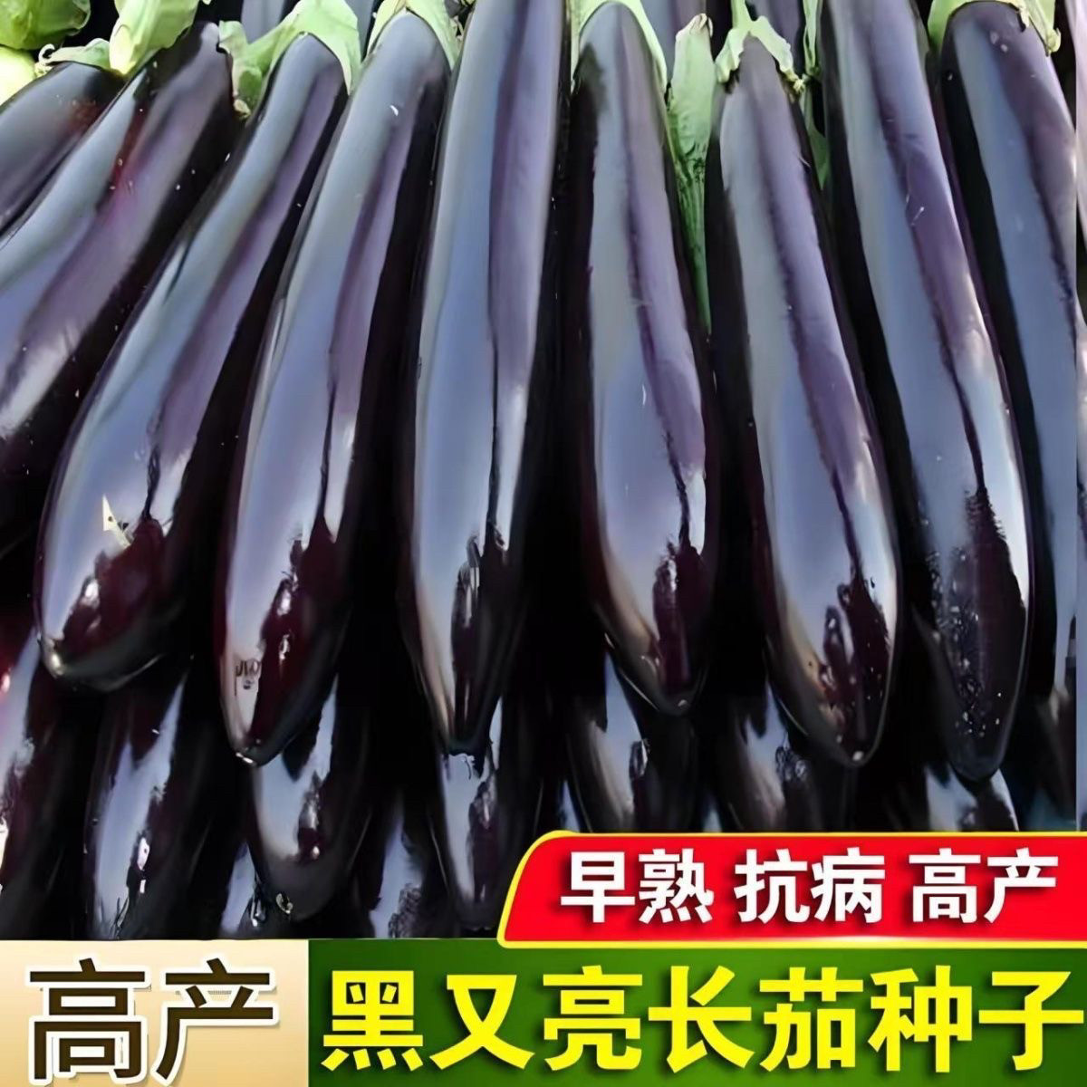 高产黑又亮长茄种子特长茄子蔬菜种子大田盆栽庭院 春秋四季播种