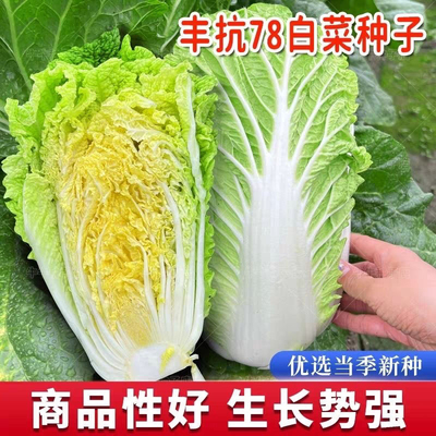 丰抗78大白菜种子秋播冬储