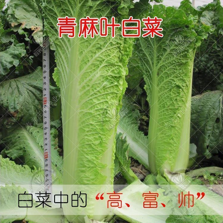 老品种青麻叶直筒形白菜种子秋季绿播蔬菜种可留籽大青麻叶大白菜