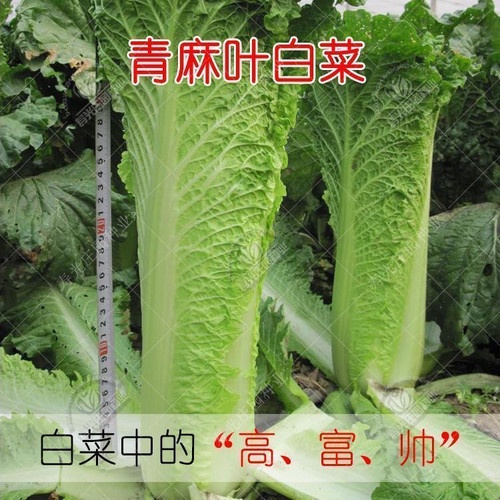 老品种青麻叶直筒形白菜种子秋季绿播蔬菜种可留籽大青麻叶大白菜