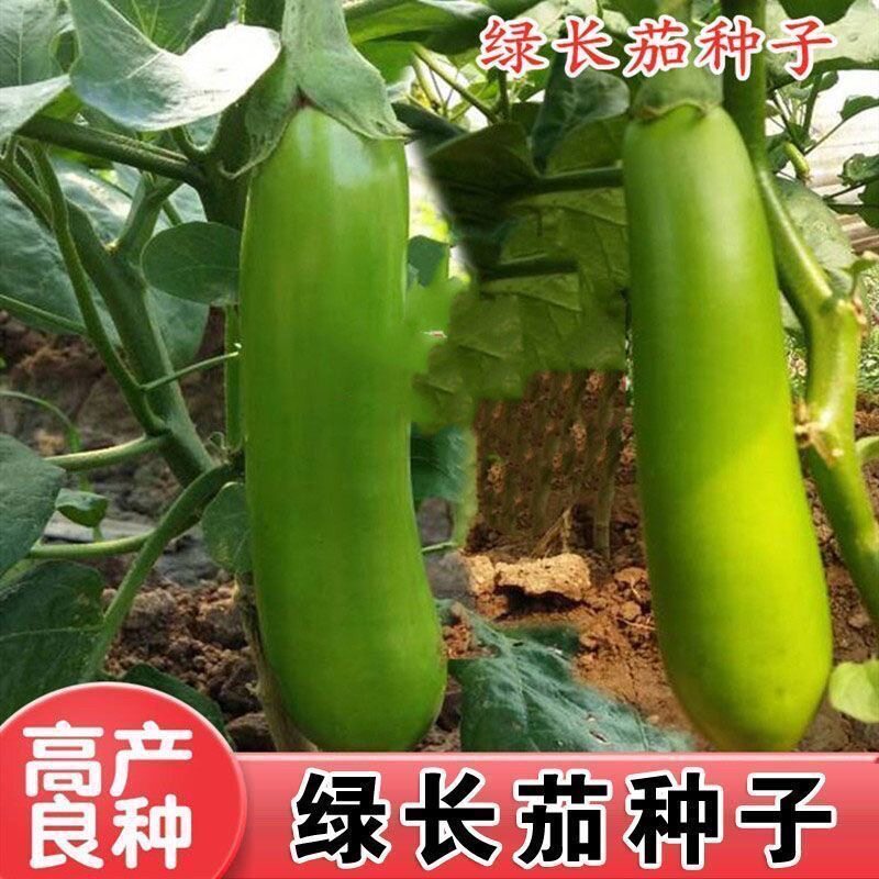 绿长茄种子高产四季播种青茄子绿把长茄子种子农家绿皮春季秋季