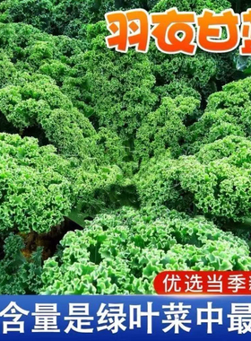 绿羽衣甘蓝种子花卉观赏食用绿色蔬菜籽四季盆栽耐寒叶蔬菜种子