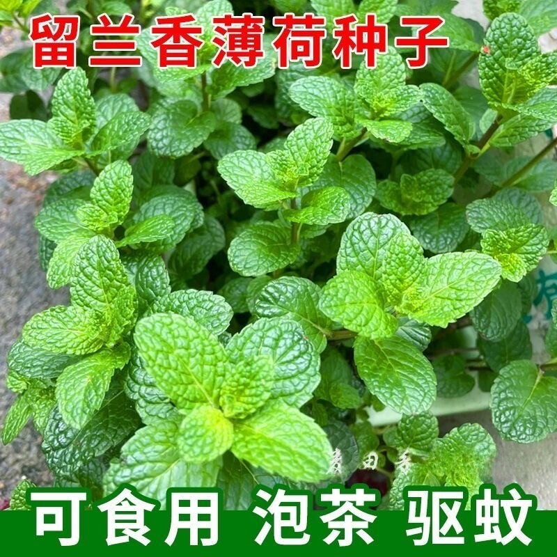 薄荷种子留兰香薄荷种子驱蚊花草种子四季阳台柠檬薄荷盆栽可食用