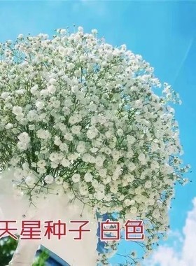白色满天星种子四季播种开花易爆盆阳台盆栽家庭室内外观赏种子