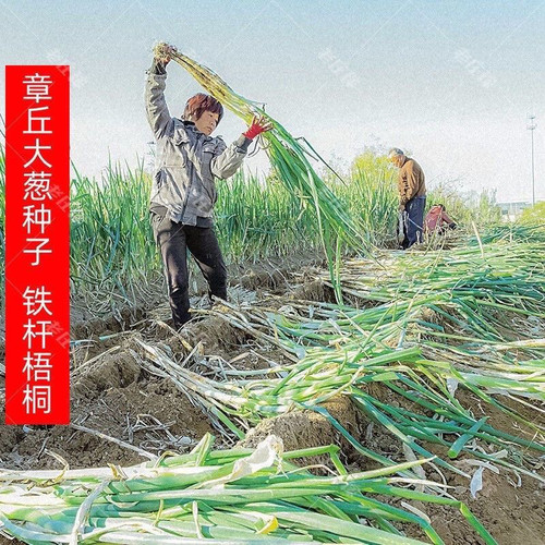 山东大葱铁杆大葱种子耐寒耐旱高产东北大葱种籽四季春秋播种