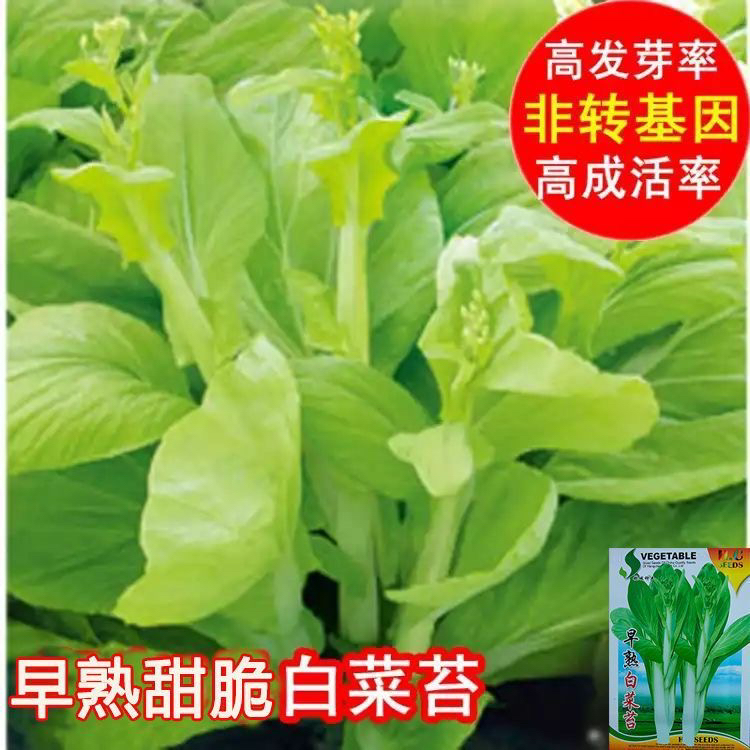 早熟白菜苔种籽香甜早白菜