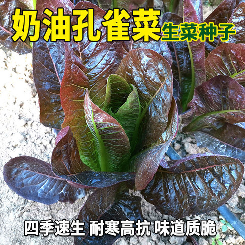 紫叶孔雀菜种子生菜种籽四季