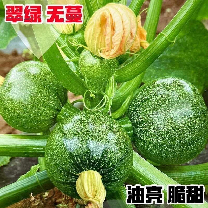 早熟无蔓小南瓜种籽短藤椭圆形小青瓜西葫芦春夏秋四季播蔬菜种孑