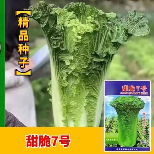 甜脆7号种子青麻叶秋冬直筒包心白菜蔬菜籽绍菜山东白菜蔬菜种孑