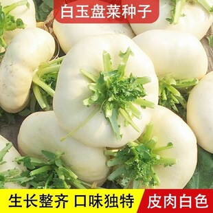 白玉盘菜种籽蔓菁盘菜头可腌制大头菜芥菜种子农家夏秋冬蔬菜种孑