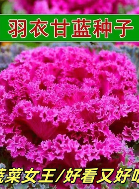 四季室内盆栽蔬菜女王紫色羽衣甘蓝种子绿羽衣甘蓝种籽食用耐寒