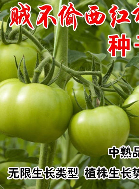贼不偷绿番茄种子籽绿色西红柿种籽四季水果蔬菜种阳台盆栽青柿子
