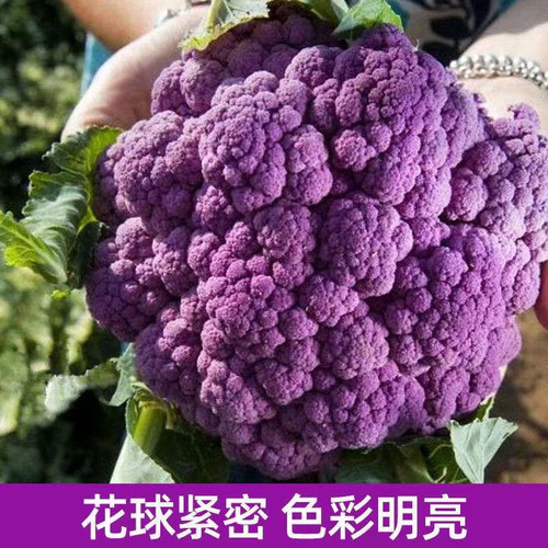 彩色花椰菜西兰花松花菜宝塔菜紫花菜春农四季阳台庭院大田播蔬菜