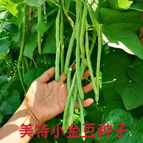高产美特小金豆种子春秋四季阳台盆栽蔬菜种孑架地豆绿芸豇豆种籽