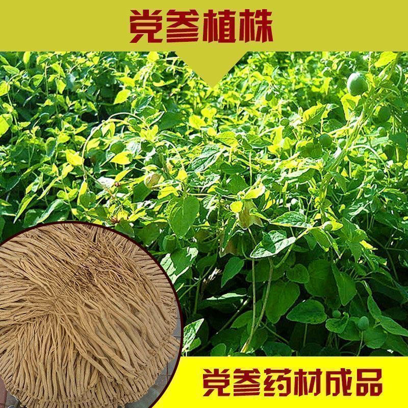 党参种子中药材种籽多年生春秋播种阳台盆栽四季春季中草药材种子