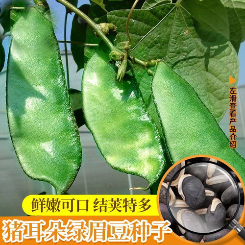 四季扁豆角大田高产大果
