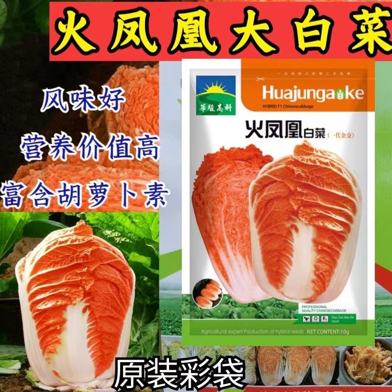 火凤凰白菜种子夏播耐热大白菜种子包心菜饺子菜种子蔬菜种子