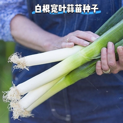 宽叶蒜苗种子正宗白根蒜苗种子籽高产易种耐寒农家四季蔬菜种子