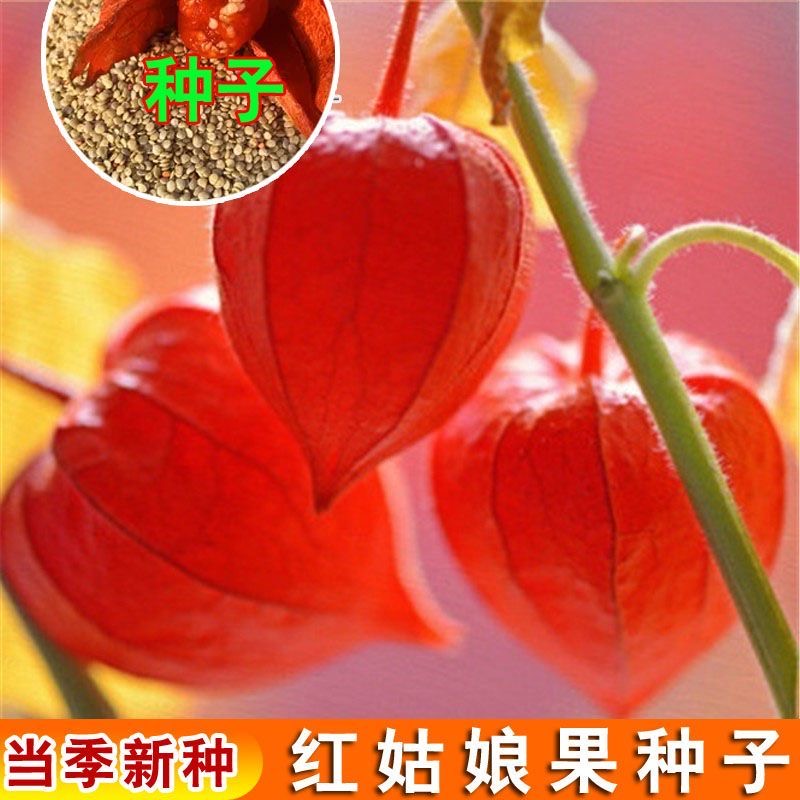 新种姑娘果香甜红姑娘果种子四季高产超甜灯笼果大果阳台水果种子