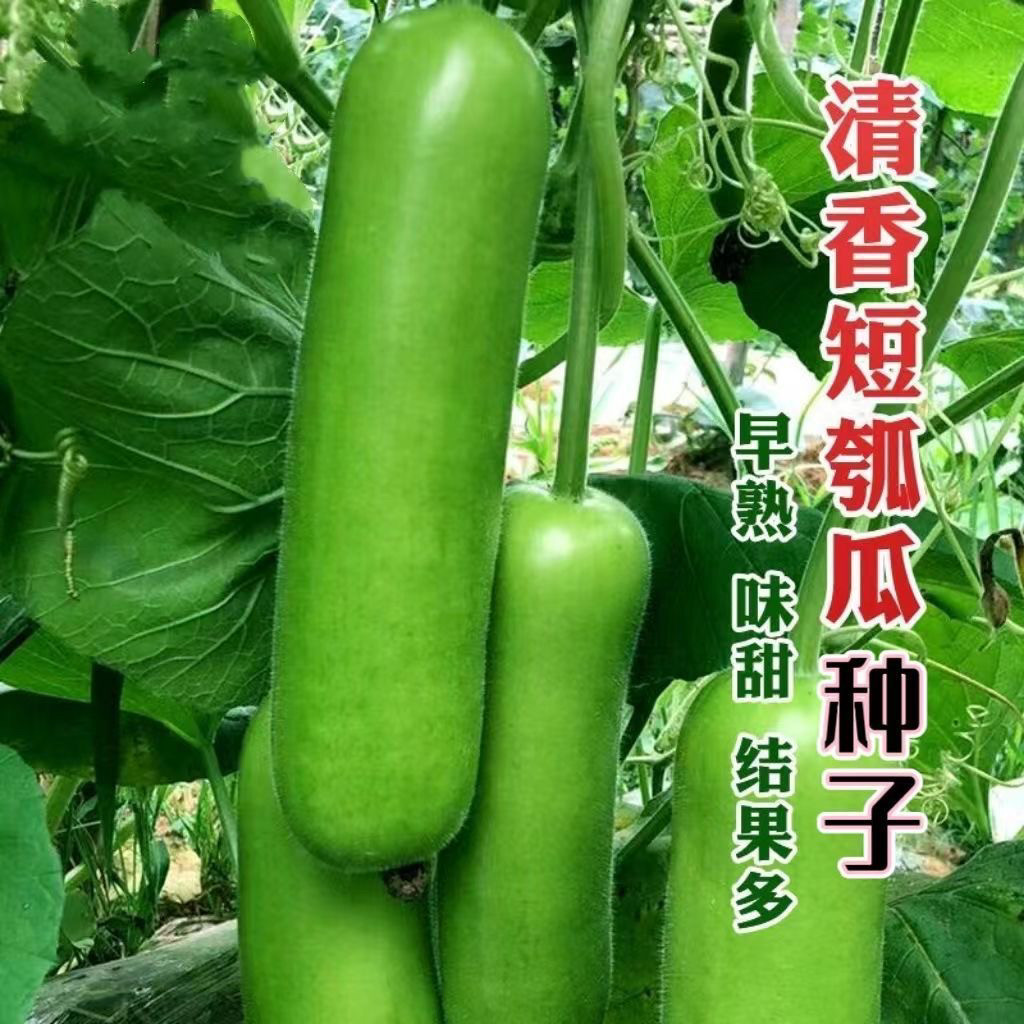 清香短瓠瓜种子短蒲瓜种籽甜瓠子瓜菜葫芦短棒农家阳台四季蔬菜种 - 实物图