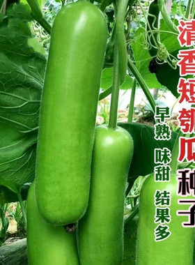 清香短瓠瓜种子短蒲瓜种籽