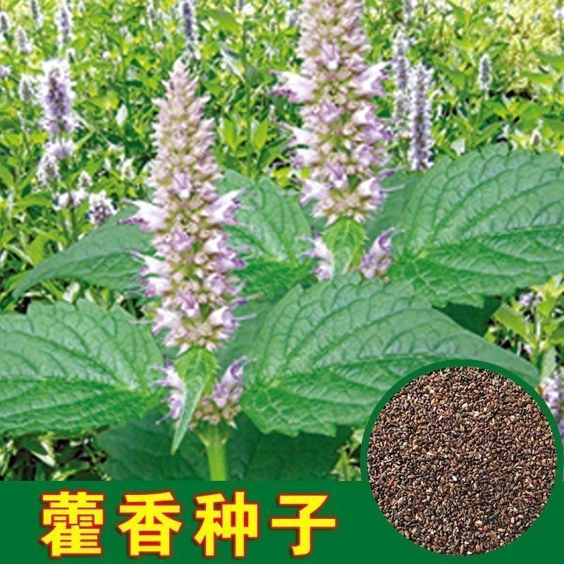 食用藿香盆栽原土霍香苗五香叶鱼香新鲜藿香种子种子阳台庭院蔬菜