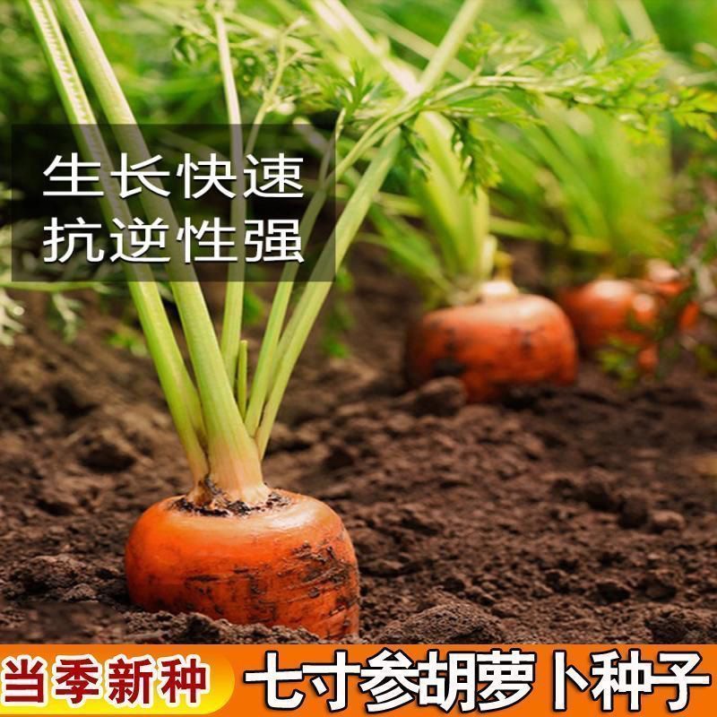 三红七寸参胡萝卜种子七寸胡萝卜种子甜脆胡萝卜四季种植阳台TM