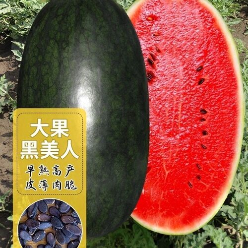 黑美人西瓜种子懒汉黑霸王大果型黑皮巨型西瓜种超甜红肉四季可种