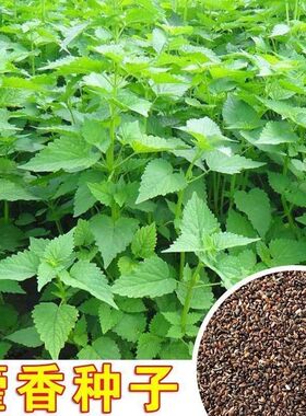 新鲜藿香种子食用庭院阳台蔬菜