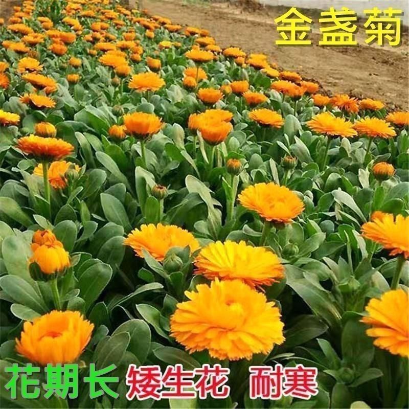 金盏菊种子金盏花种子四季易种花种子长生菊花海易种盆栽耐寒耐阴